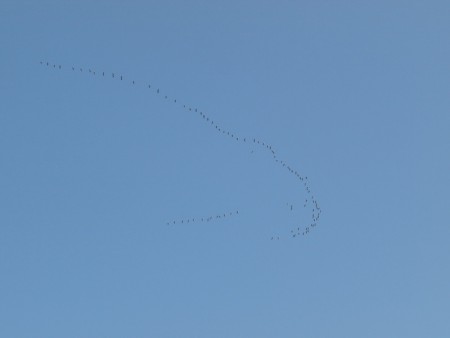 Pink Footed Geese over Kerries Reserve
